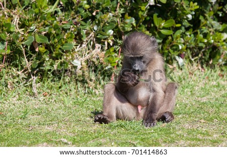 Baby chacma baboon playing with older troop members in the Cape Point nature reserve, South Africa
