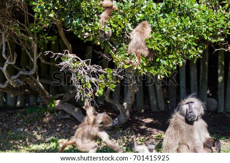 Juvenile chacma baboons playing in the branches of a protected Milkwood tree in the Cape Point nature reserve, South Africa