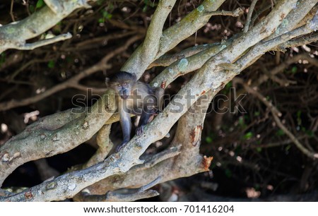Juvenile chacma baboons playing in the branches of a protected Milkwood tree in the Cape Point nature reserve, South Africa
