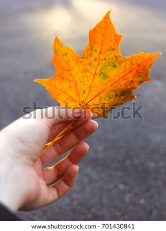 Person holding a fallen maple leaf close up