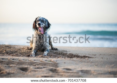 English Setter playing on the beach Royalty-Free Stock Photo #701437708