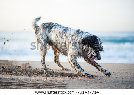 English Setter playing on the beach Royalty-Free Stock Photo #701437714
