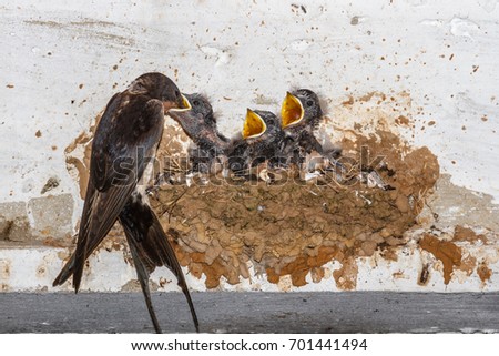 Common Swallow feeding their young in the nest. Hirundo rustica.