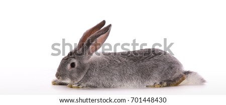 Side view of a gray rabbit on a white background