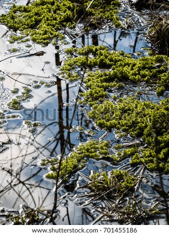 abstract reflections of trees and grass in the swamp water in spring day - vertical, mobile device ready image