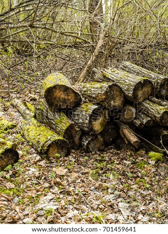 scenic and beautiful tourism gravel road in the forest with piles of greenish old wooden blocks - vertical, mobile device ready image
