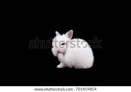 Little white rabbit on a black background