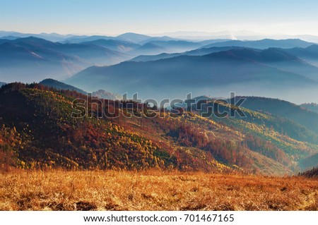 View of hills of a smoky mountain range covered in red, orange and yellow deciduous forest and green pine trees under blue cloudless sky on a warm fall day in October. Carpathians, Ukraine