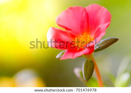 Pink flowers in the garden,select focus