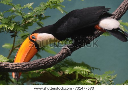 Bright colored toucan bird balanced on a tree branch.