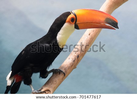 Squawking toucan with it's bill open.