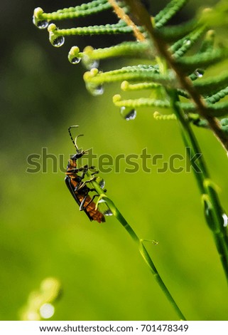 Close up picture of a bug on the top of grass leaf with dewy fern on background