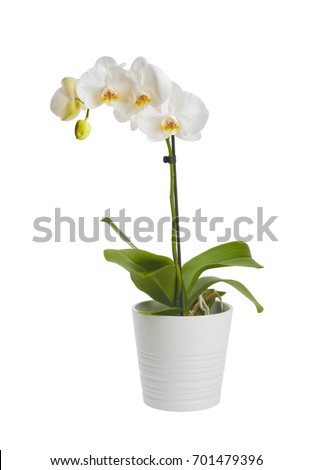 Blooming orchid plant in ceramic flower pot isolated on white background Royalty-Free Stock Photo #701479396