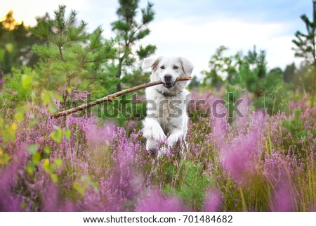 Dog playing in flowering pink heather. Jumping dog.