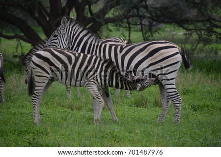 Mother zebra is feeding child zebra on mother's milk, Moremi Game Reserve, Okavango Delta, UNESCO World Heritage Site, Botswana, Africa