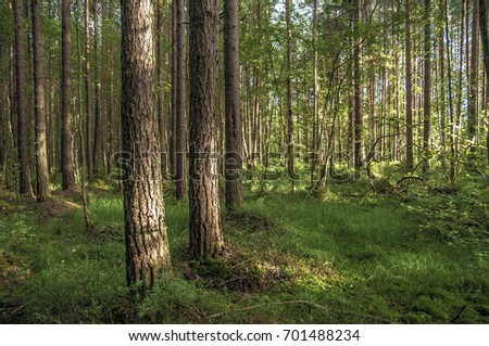 Tver region, Forest background, nature landscape, green footage in summer time, national park, deep fores, mixed forest, july month, for calendar