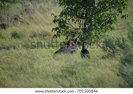 Southern ground hornbill, Bucorvus leadbeateri, pair in the grasses