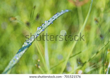 Water drops are on the grass, variegated with grass green.
