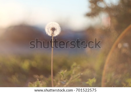a picture of dandelion in sunset