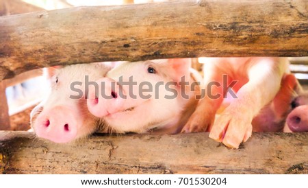 picture of many small piglets on wood, In swine in the stall, in Thailand Farm. 