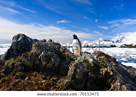penguin protects its nest while standing on a rock