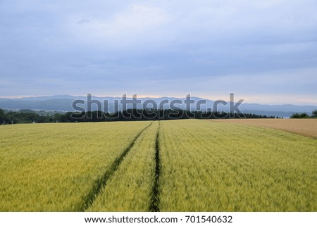 Scenic landscape of wheat field in Memanbetsu, Hokkaido, Japan during cloudy evening.
