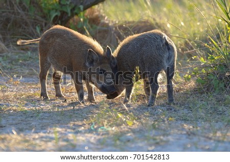 Two boars fighting,wild nature ,photo