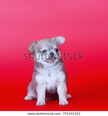 A cute puppy is sitting on a red background. Chihuahua blue color with drooping ears. Beautiful little dog studio picture.