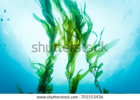 Three strands of kelp wave lazily up in the ocean current Royalty-Free Stock Photo #701553436