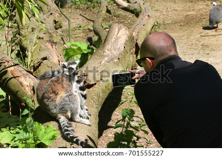 man making picture with smart phone of ring-tailed lemurs, lemur catta, sitting relaxed on trunk