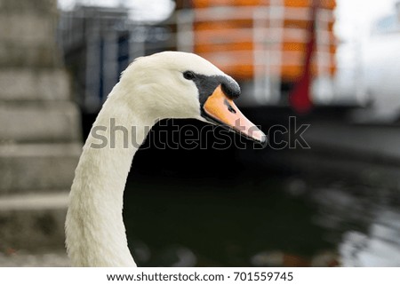 Isolated portrait of a swan neck & head