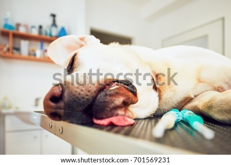Old labrador retriever in veterinary clinic. Ill dog lying on the examination table.