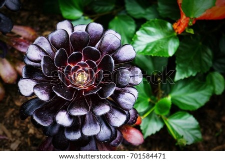 Dark flowering plant with large green leaf background. Using limited space to spice up your environment outdoors and indoors. Plants are good for air quality and are calming. Photo by Ted Webb.
