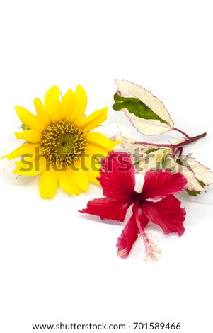 Sunflower and red hibiscus on white background