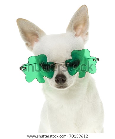 Funny white chihuahua Puppy Wearing Green Shamrock Sunglasses in celebration of St. Patrick's Day, isolated on white.
