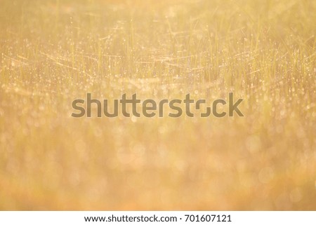 Meadow background Sunrise time