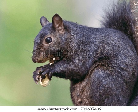 Picture with a funny black squirrel eating nuts