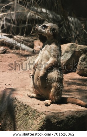 Portrait picture of Meerkat or suricate in action of sitting on the rock in the zoo. Meerkat is a small carnivoran belonging to the mongoose family.