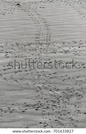 Crab prints on sandy beach