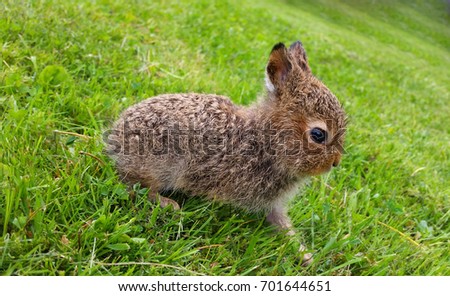 Tiny brown hare standing still on grass
