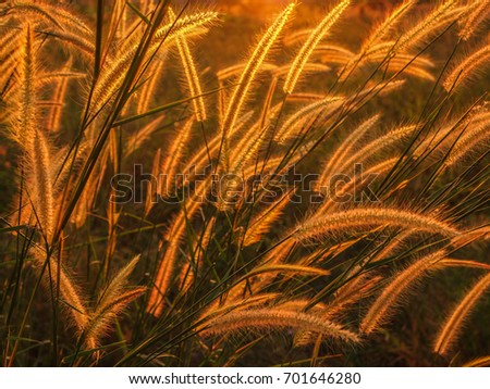 Golden grass flowers with rim light effect during sunset in the grass field in summer.