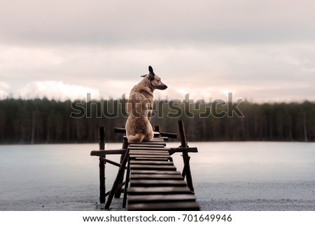 Dog sits  back and looks  at the view At the pier by the lake