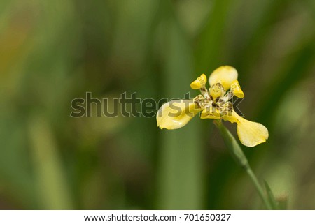 Close up of wild yellow flower.