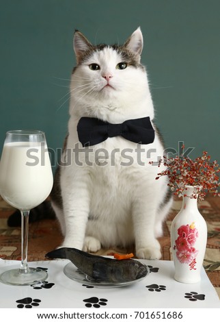 cat very important person with bow tie milk in wine glass and raw fish in pet reataurant close up photo