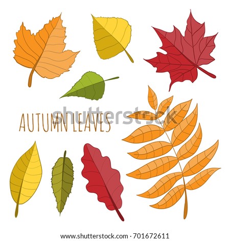 Hand drawn isolated vector illustration. Set of colored autumn leaves. Simple forest design. 
