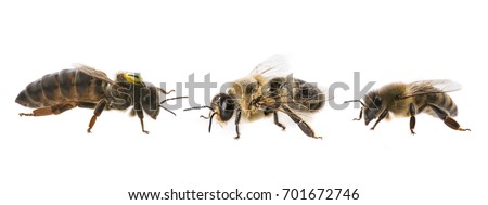 bee queen mother and drone and bee worker - three types of bee (apis mellifera) Royalty-Free Stock Photo #701672746