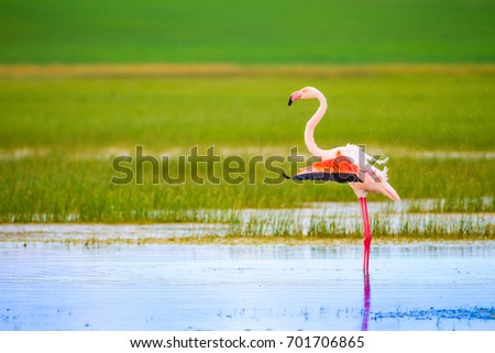 Colorful bird flamingo. Blue green nature background.