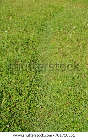 trail through a meadow
