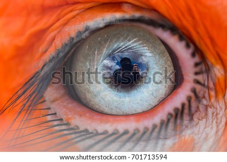 Eye of the Southern Ground Hornbill