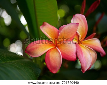 Pink plumeria flowers, also known as frangipani, with yellow and white accents on a tree on Oahu, Hawaii.